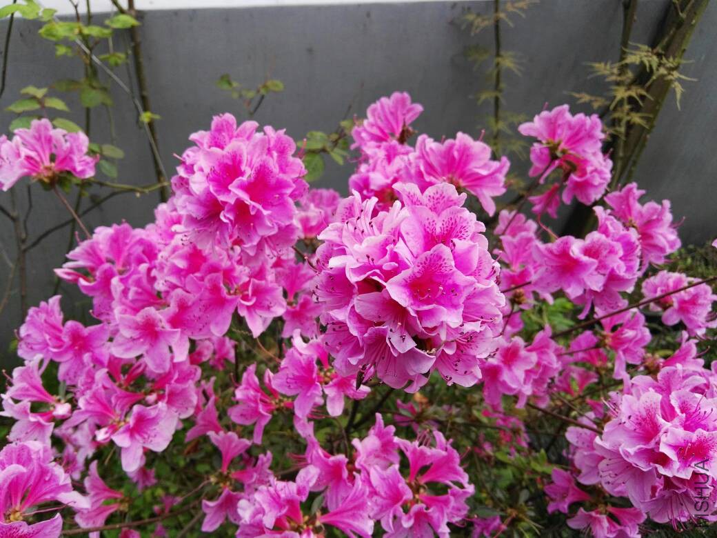 081105zm77bshw7zjl97ee.jpg