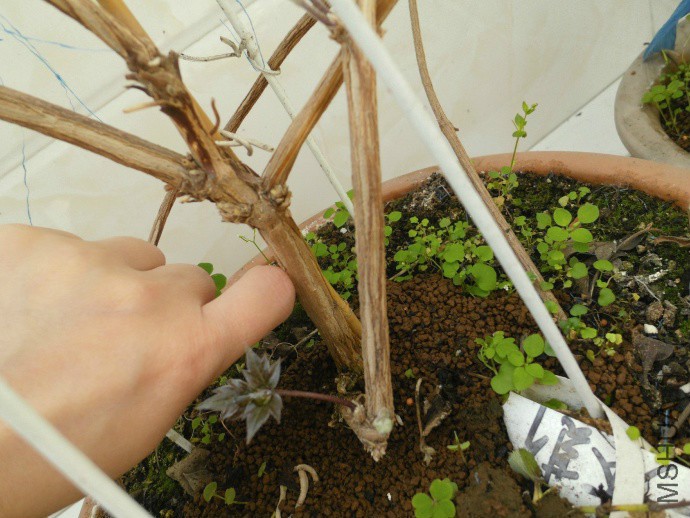 ��**֦��Ҳ�ܴ���