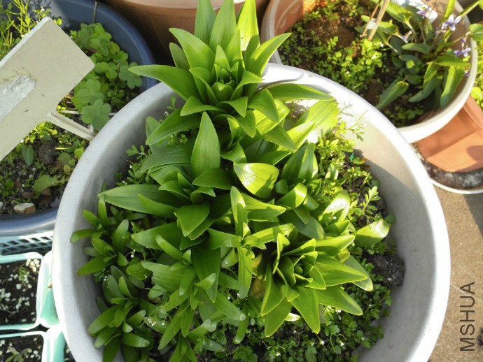 û����İٺϣ��������긴�����