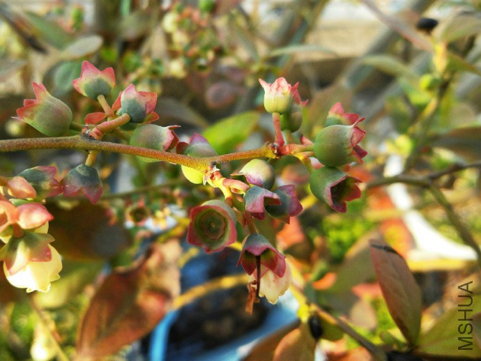 ��ݮ���񣬲���