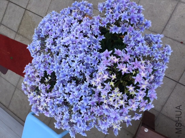 һ���ں�, ���@ɫ�D�{, �]�������_�Ӵθ�. 