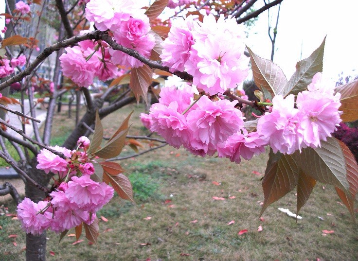DSCF8749_��ͼ��.jpg