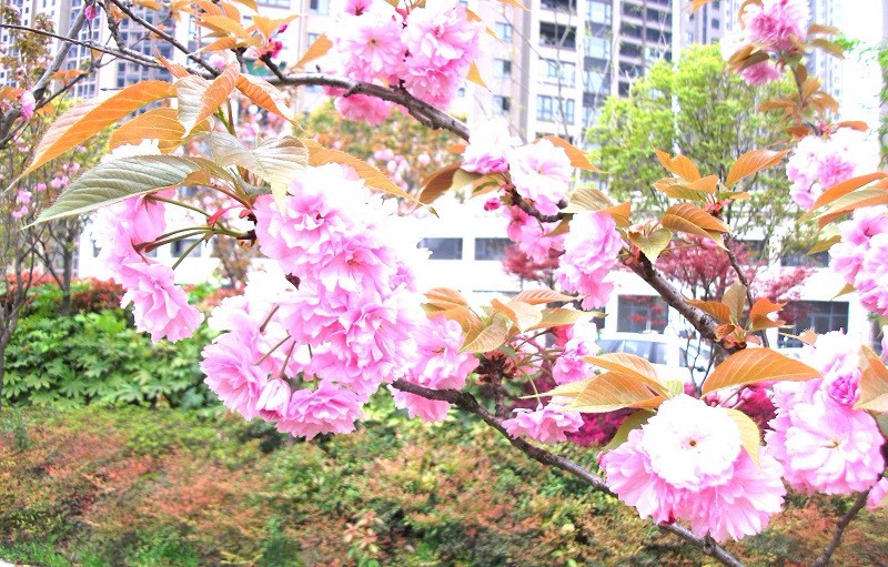 DSCF8750_��ͼ��.jpg