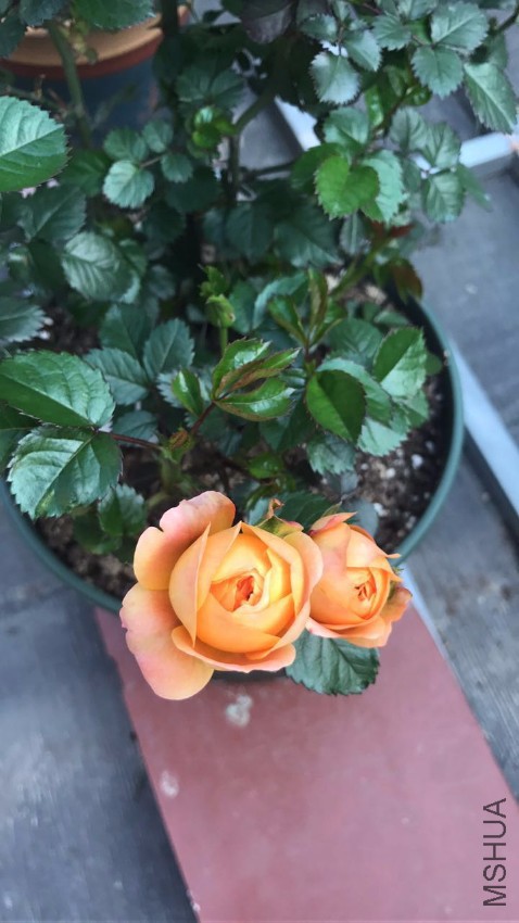 2017���һ�仨������̫����