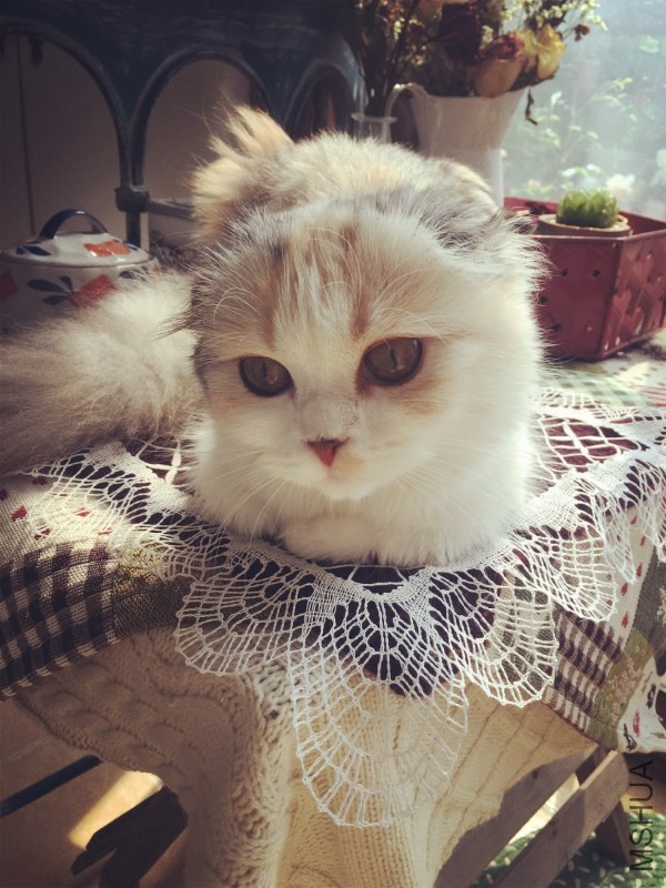 ���Ǽ�Сè���ֳ�����