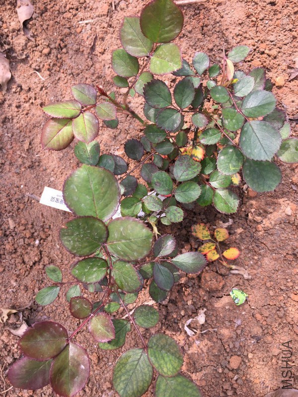 �³�������Ҷ��ò�����ⲻ̫���أ���ҶҶƬ�𽥱�ƣ������⼸��ϸ��ͼ��ҶƬ��Ե�е㷢�죬������ҶƬ� ...