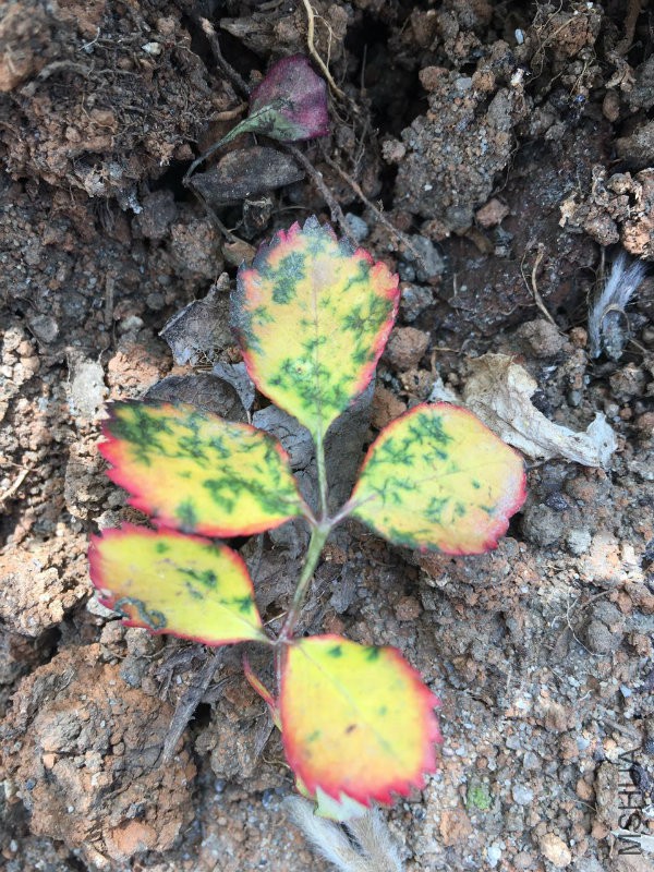 ��ƺ������