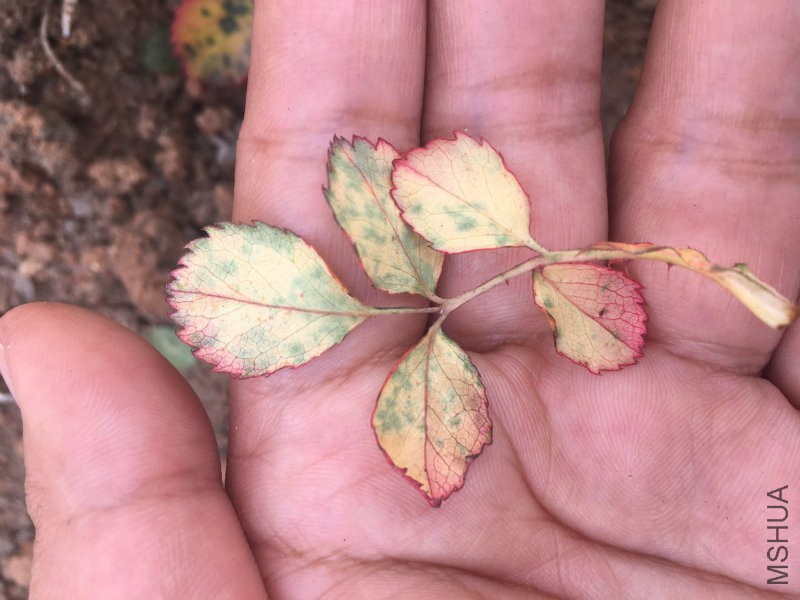 ��ƺ�Ҷ�ӵı���