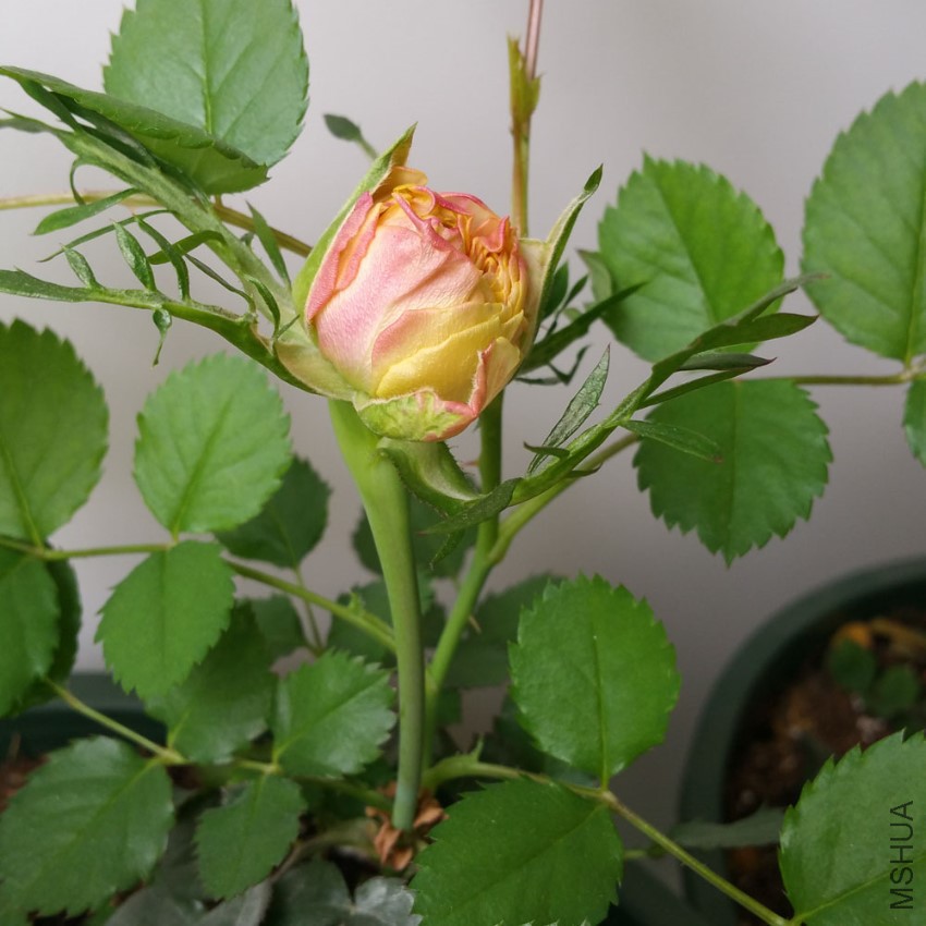 20170331_123040.jpg
