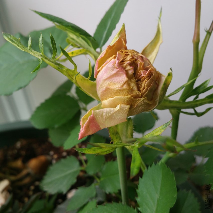 20170404_150620.jpg