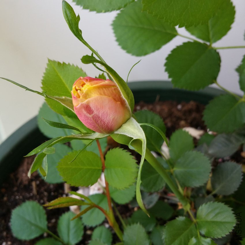 20170401_124451.jpg