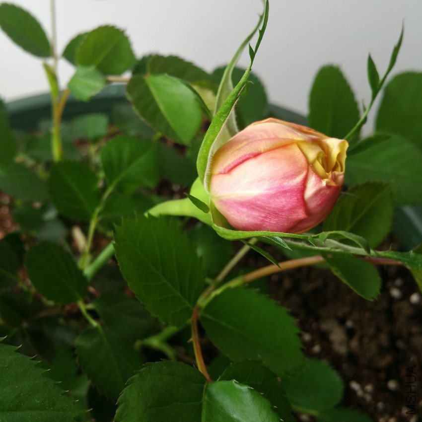 20170404_152523.jpg