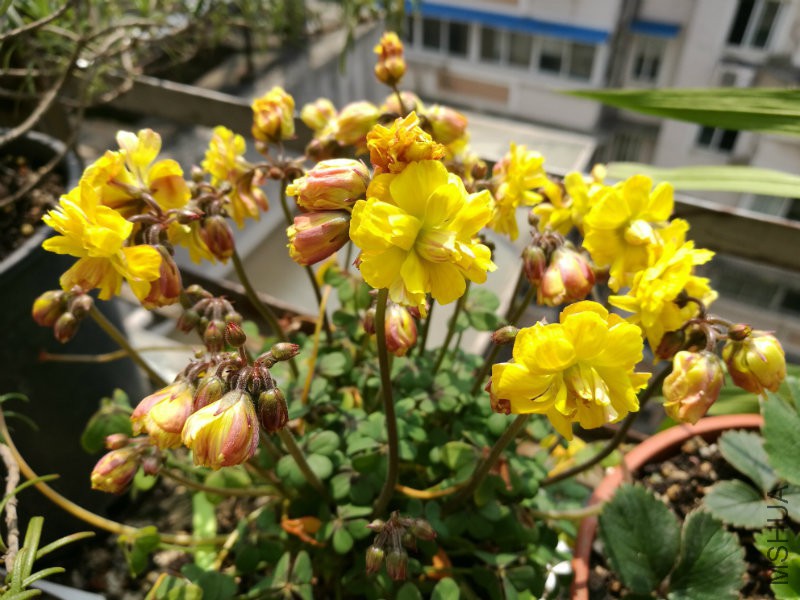 IMG_20170321_104645.jpg