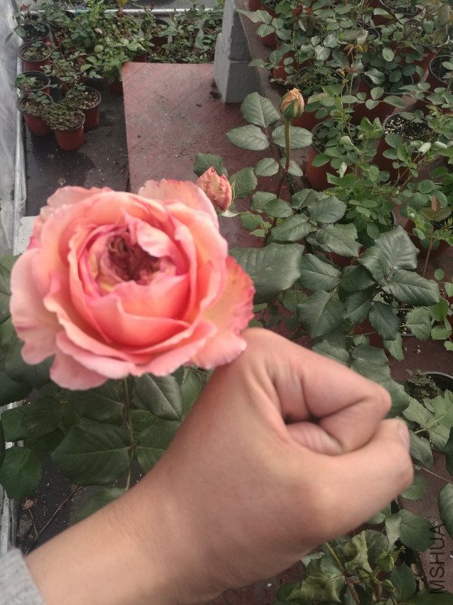 IMG_20170403_153401.jpg