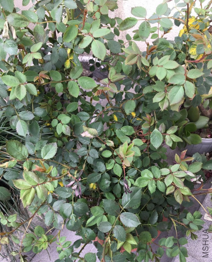 ΢��ͼƬ_20170405150802.jpg