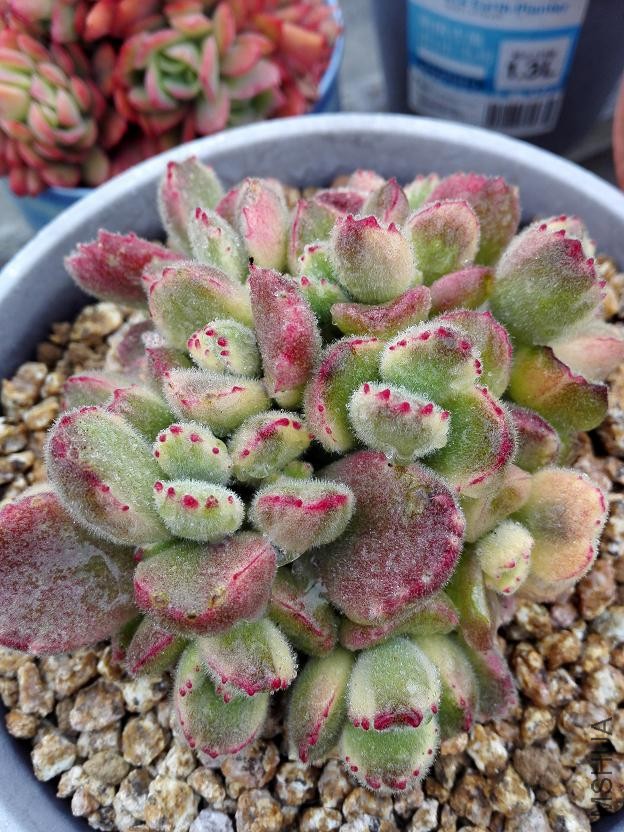 ���ܣ�ǰ���챻�����һ�٣��͵������ˣ�����ô����