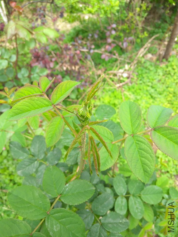 IMG_20170405_144843_resize.jpg