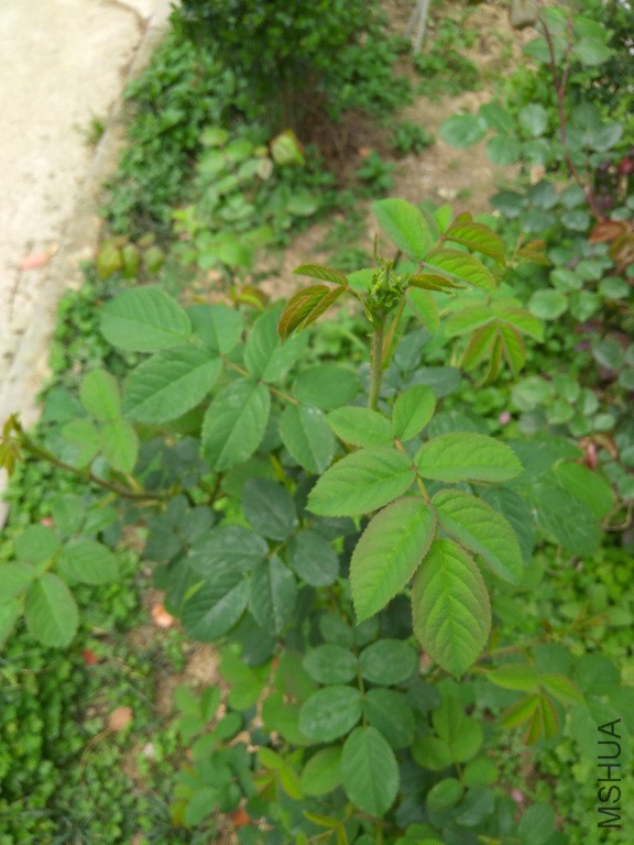 IMG_20170405_144447_resize.jpg