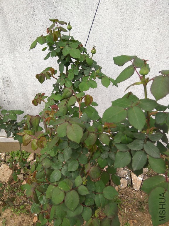 IMG_20170405_142716_resize.jpg