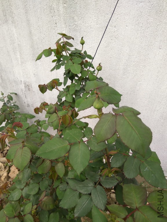 IMG_20170405_142723_resize.jpg