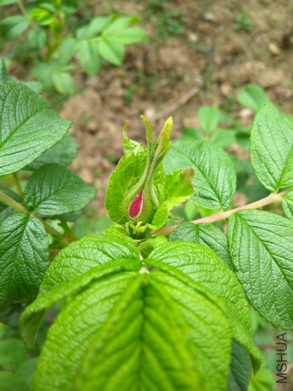 IMG_20170405_142012_resize.jpg