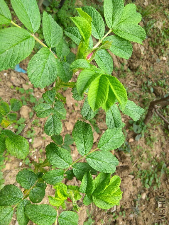 IMG_20170405_142936_resize.jpg