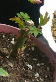 ��Զ�İ�����.jpg
