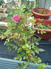 IMG_20170405_164727.jpg