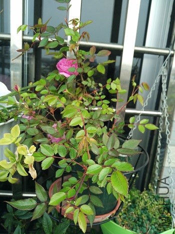 IMG_20170405_164740.jpg