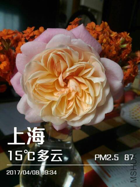100544lz82y4ijc9innjjh.jpg
