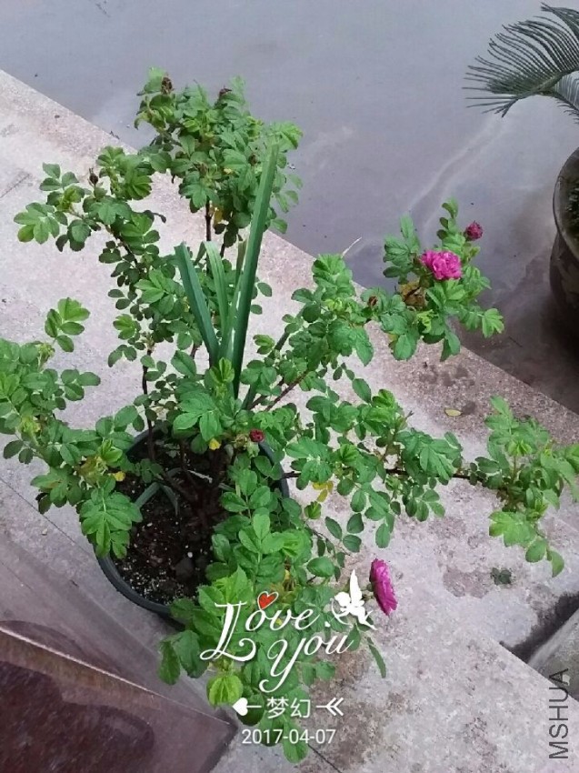 QQͼƬ20170407081430.jpg