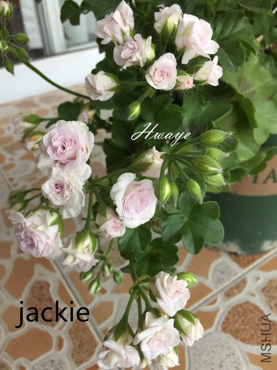 jackie.jpg