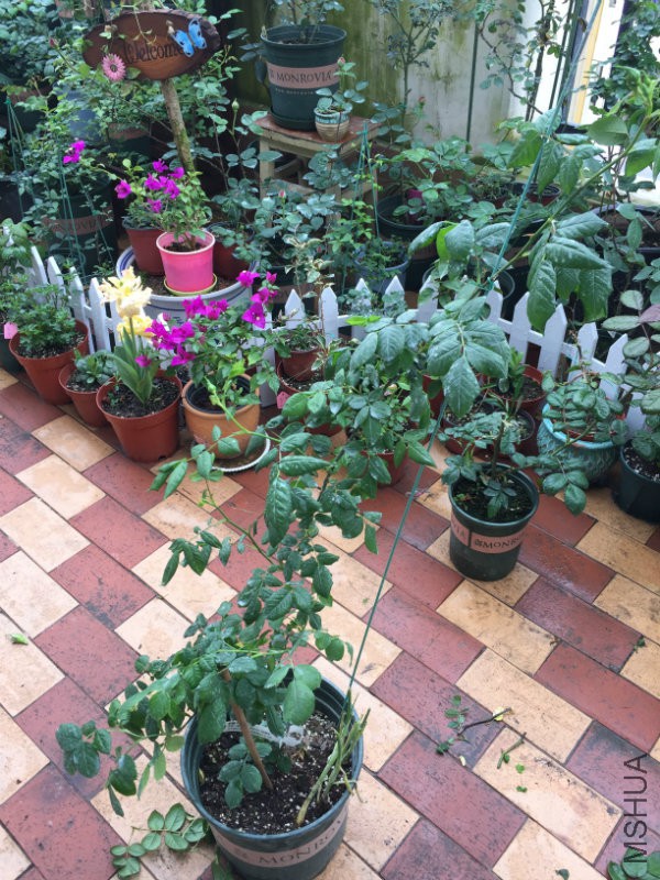 ��������ˮ�࣬����״̬û��ǰЩ���ӷ���Ҷ��ʱ����ô����