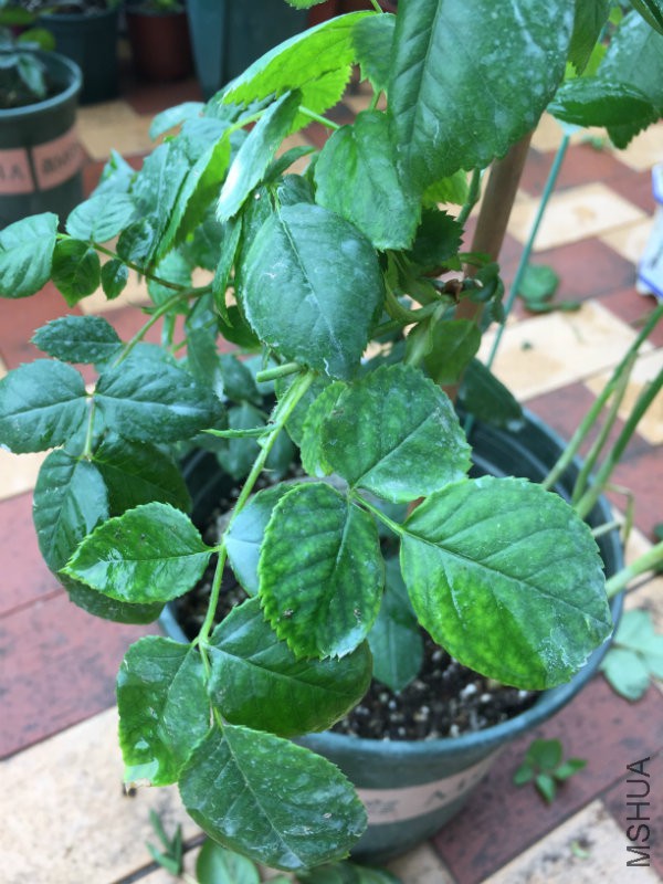 ҶƬ�е�ưߣ����е�����������˳����ҿ�����ô�ˣ�Ŀǰ�õ���3�ӣ��᲻������С�ˣ����Ǿ�Ҷ������ ...