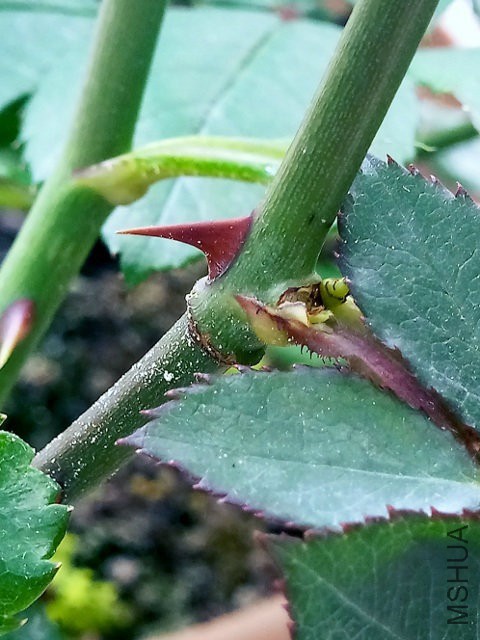 P70408-135555 (480x640).jpg