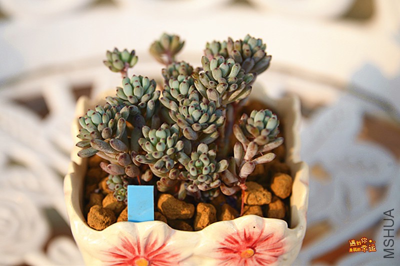 ��Ƭ 508_����.jpg