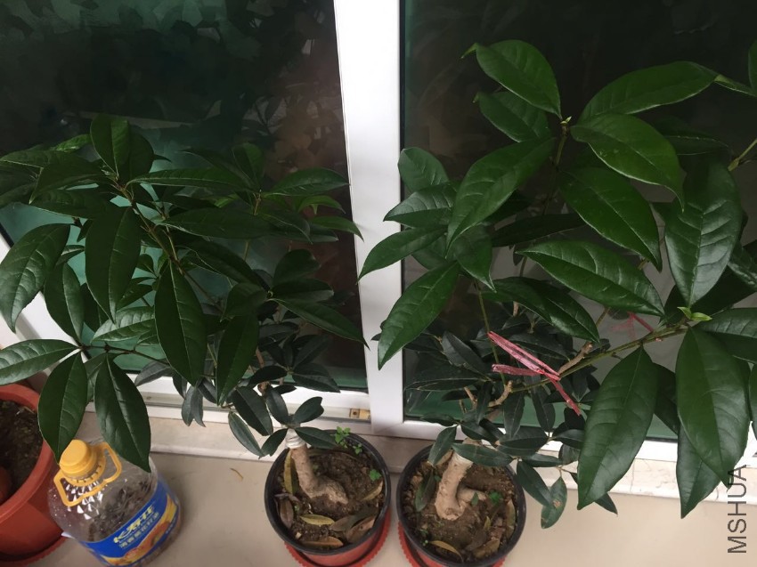 ΢��ͼƬ_20170406175746.jpg