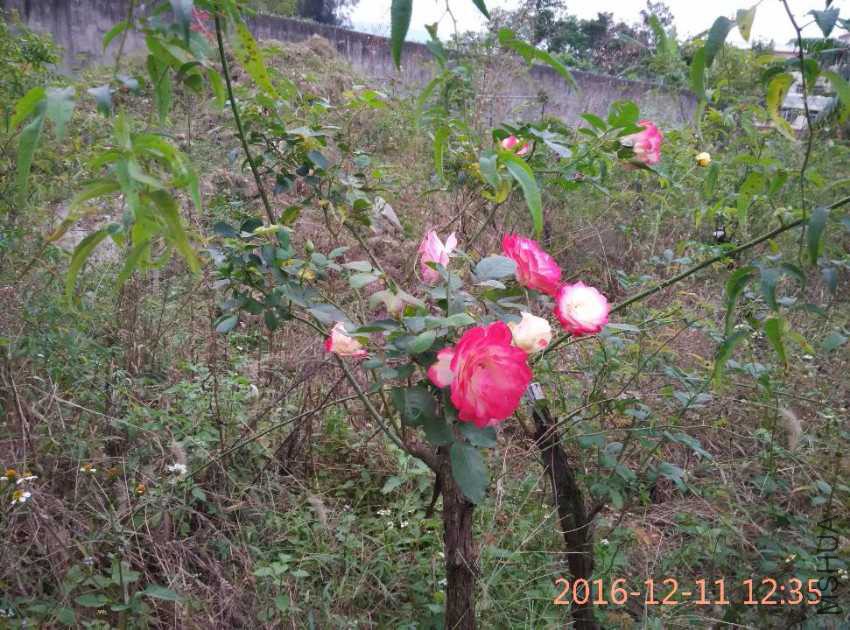 IMG_20161211_123540.jpg