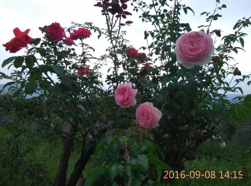 IMG_20160908_141550.jpg