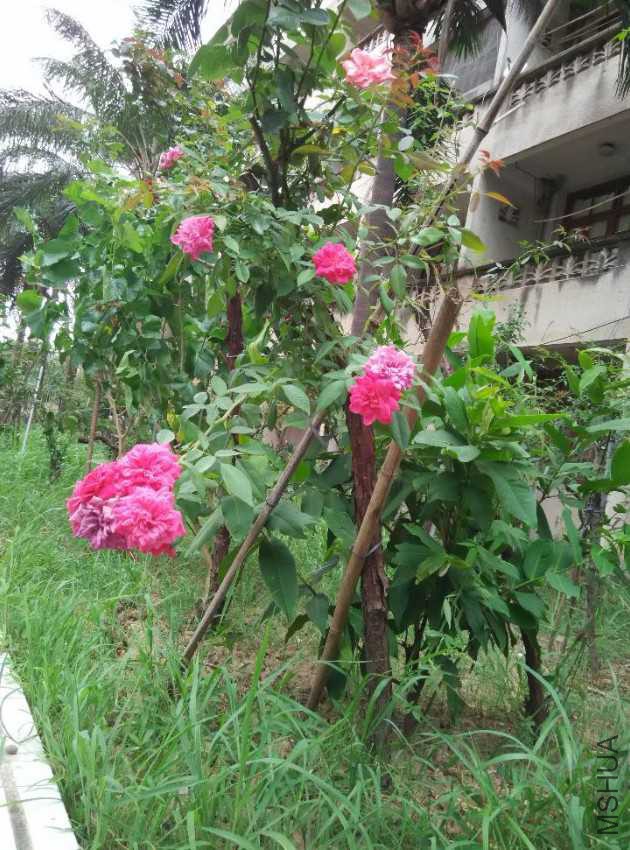 IMG_20160801_113442.jpg
