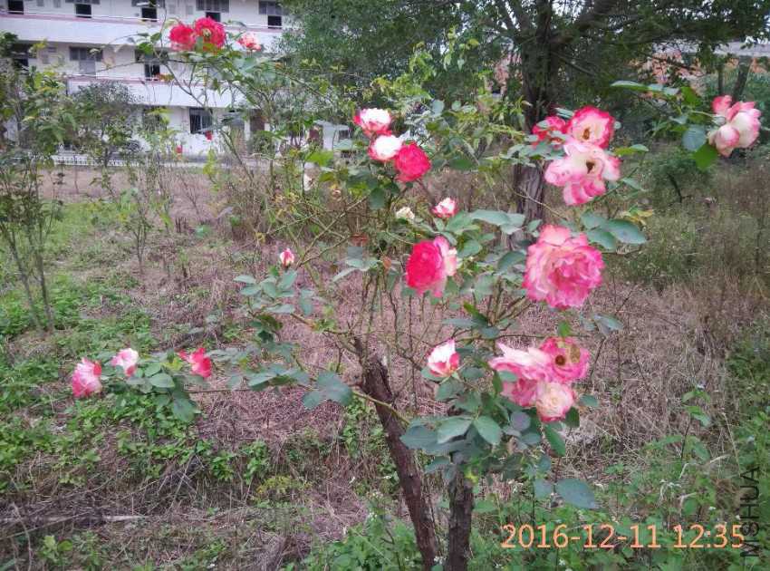 IMG_20161211_123513.jpg