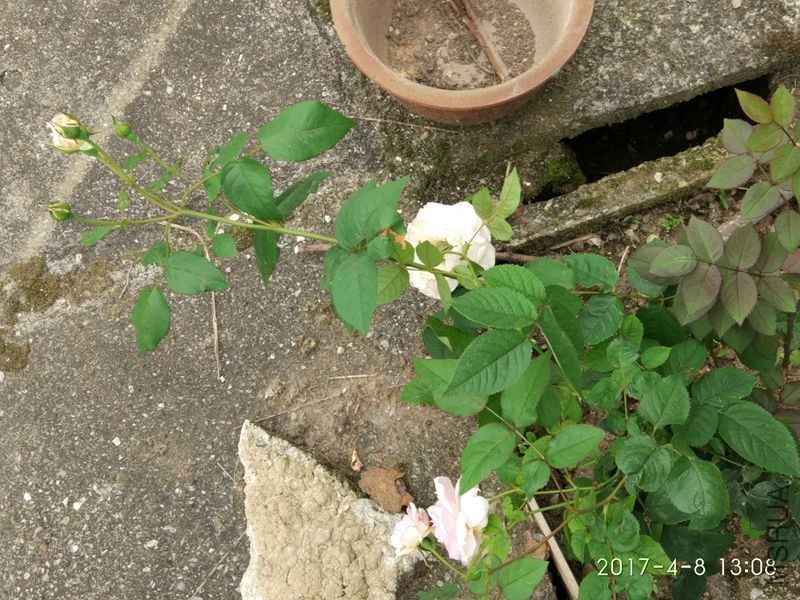 IMG_20170408_130809.jpg