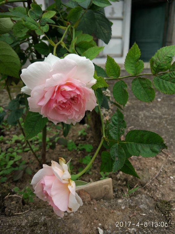 IMG_20170408_130630.jpg