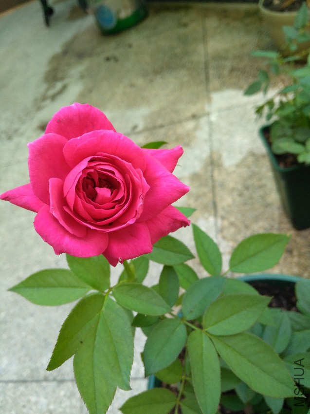 IMG_20160808_132726.jpg