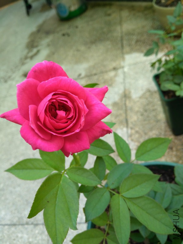IMG_20160808_132726.jpg