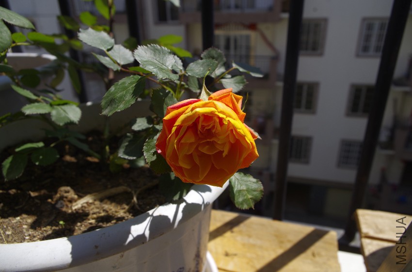 _IGP7355.JPG