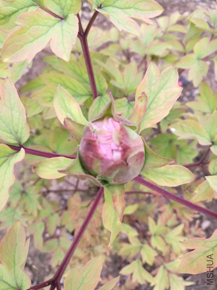 173017rlva7vklazi5bdac.jpg
