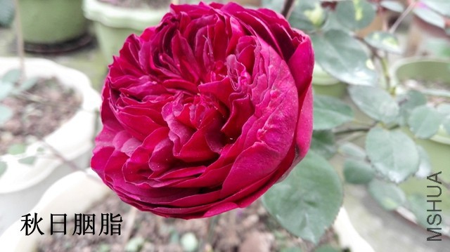 2-A��֬01.jpg