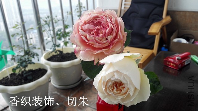 2-Hװ�Ρ�����.jpg