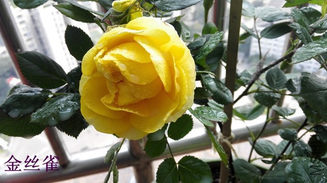 2-E��˿ȸ01.jpg